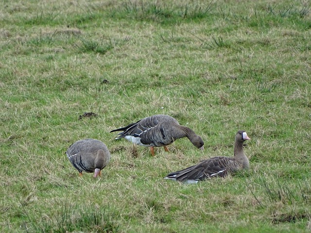 NBA球星伤病更新：东契奇缺席